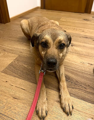 MORITZ - R E S E R V I E R T !!!!! sehr lieb, gutmütig, sanft, liebenswürdig, vorsichtig, sensibel, fröhlich, Mischling (Video auf HP) - Betreuungsplatz OÖ - Rüde