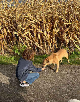 MORITZ - R E S E R V I E R T !!!!! sehr lieb, gutmütig, sanft, liebenswürdig, vorsichtig, sensibel, fröhlich, Mischling (Video auf HP) - Betreuungsplatz OÖ - Rüde