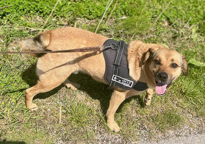 MORITZ - sehr lieb, gutmütig, sanft, liebenswürdig, vorsichtig, sensibel, fröhlich, Mischling (Video auf HP) - Betreuungsplatz OÖ - Rüde