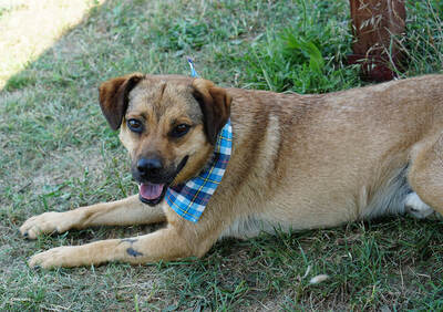 MORITZ - sehr lieb, gutmütig, sanft, liebenswürdig, vorsichtig, sensibel, fröhlich, Mischling (Video auf HP) - Betreuungsplatz OÖ - Rüde