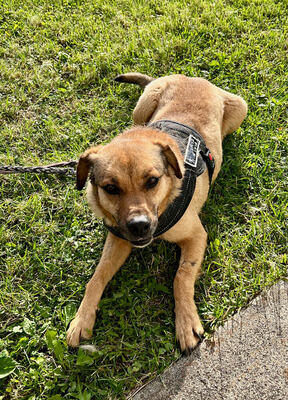 MORITZ - sehr lieb, gutmütig, sanft, liebenswürdig, vorsichtig, sensibel, fröhlich, Mischling (Video auf HP) - Betreuungsplatz OÖ - Rüde