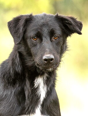 MORRIS - freundlich, neugierig, lebhaft, gelehrig, aufmerksam, Mischling (Video auf HP) - Rüde