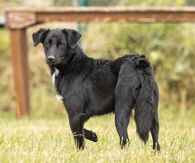 MORRIS - freundlich, neugierig, lebhaft, gelehrig, aufmerksam, Mischling (Video auf HP) - Rüde
