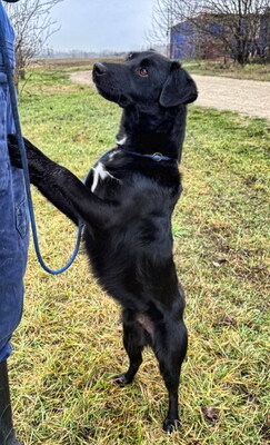 MORRIS - freundlich, neugierig, lebhaft, gelehrig, aufmerksam, Mischling (Video auf HP) - Rüde