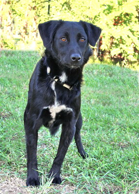 MORRIS - freundlich, neugierig, lebhaft, gelehrig, aufmerksam, Mischling (Video auf HP) - Rüde