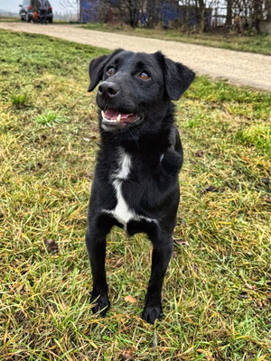 MORRIS - freundlich, neugierig, lebhaft, gelehrig, aufmerksam, Mischling (Video auf HP) - Rüde