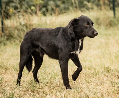 MORRIS - freundlich, neugierig, lebhaft, gelehrig, aufmerksam, Mischling (Video auf HP) - Rüde