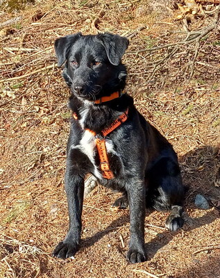 MORRIS - freundlich, neugierig, lebhaft, gelehrig, aufmerksam, unkompliziert, sehr verschmust