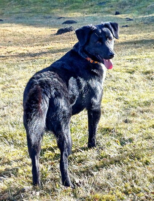 MORRIS - freundlich, neugierig, lebhaft, gelehrig, aufmerksam, unkompliziert, sehr verschmust, Mischling (Video auf HP) - Betreuungsplatz Steiermark - Rüde