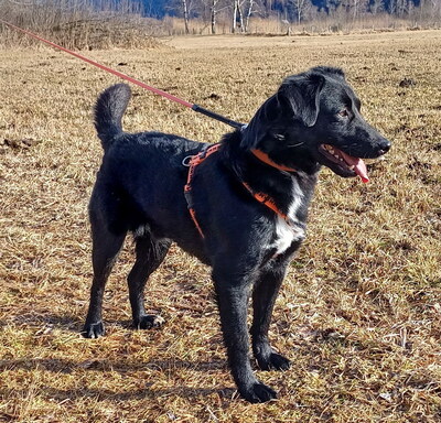 MORRIS - freundlich, neugierig, lebhaft, gelehrig, aufmerksam, unkompliziert, sehr verschmust, Mischling (Video auf HP) - Betreuungsplatz Steiermark - Rüde