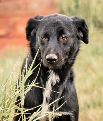 MORRIS - freundlich, neugierig, lebhaft, gelehrig, aufmerksam, unkompliziert, sehr verschmust, Mischling (Video auf HP) - Betreuungsplatz Steiermark - Rüde