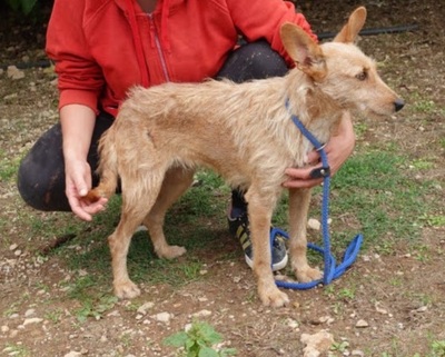 MOYA (W)- sehr verträglich, Podenca Mix - Hündin