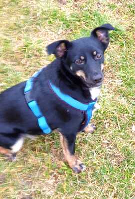 MOYRA Wien, Pinschermix - Hündin