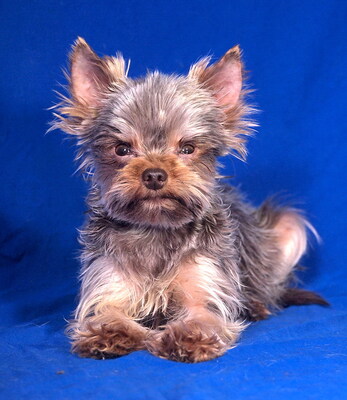 MOZART - R E S E R V I E R T !!!!! freundlich und aufgeschlossen, verschmust, lebhaft, intelligent, katzenverträglich