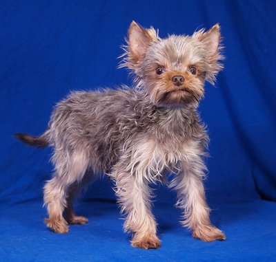 MOZART - R E S E R V I E R T !!!!! freundlich und aufgeschlossen, verschmust, lebhaft, intelligent, katzenverträglich, Yorkshire Terrier - Rüde