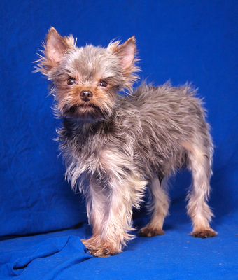 MOZART - freundlich und aufgeschlossen, verschmust, lebhaft, intelligent, katzenverträglich, Yorkshire Terrier - Rüde