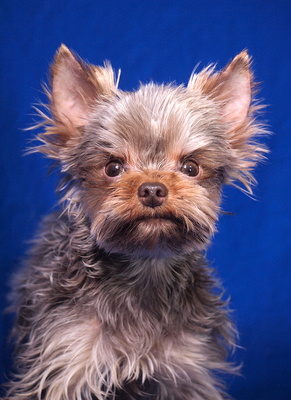 MOZART - freundlich und aufgeschlossen, verschmust, lebhaft, intelligent, katzenverträglich, Yorkshire Terrier - Rüde