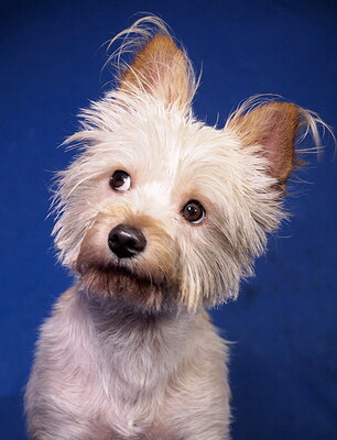 MUCKI - R E S E R V I E R T !!!!! lieb und fröhlich, verschmust, lebhaft, klug, katzenverträglich, als Zweithund zu einer Hündin, anfangs etwas ängstlich, Yorkshire Terrier Mischling - Rüde