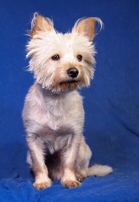 MUCKI - R E S E R V I E R T !!!!! lieb und fröhlich, verschmust, lebhaft, klug, katzenverträglich, als Zweithund zu einer Hündin, anfangs etwas ängstlich, Yorkshire Terrier Mischling - Rüde