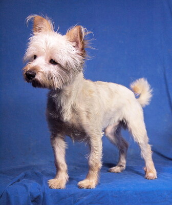 MUCKI - R E S E R V I E R T !!!!! lieb und fröhlich, verschmust, lebhaft, klug, katzenverträglich, als Zweithund zu einer Hündin, anfangs etwas ängstlich, Yorkshire Terrier Mischling - Rüde