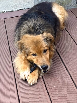 MUFASA - freundlich, sanftmütig, anhänglich, gehorsam, ruhig, gutmütig