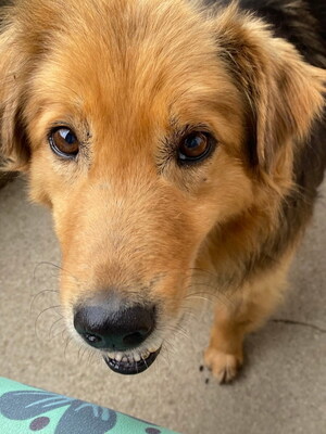 MUFASA - freundlich, sanftmütig, anhänglich, gehorsam, ruhig, gutmütig, Mischling - Betreuungsplatz OÖ - Rüde