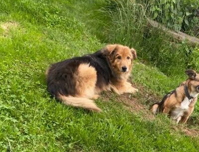 MUFASA - freundlich, sanftmütig, anhänglich, gehorsam, ruhig, gutmütig, Mischling - Betreuungsplatz OÖ - Rüde