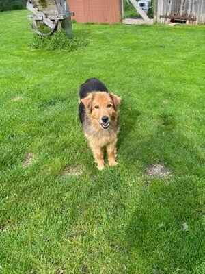 MUFASA - freundlich, sanftmütig, anhänglich, gehorsam, ruhig, gutmütig, Mischling - Rüde