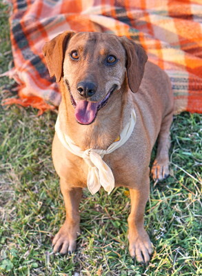 MUFFIN - anhänglich, verschmust, menschenbezogen, eher ruhig und gemütlich, anfangs etwas schüchtern, Dackel Mischling (Video auf HP) - Rüde