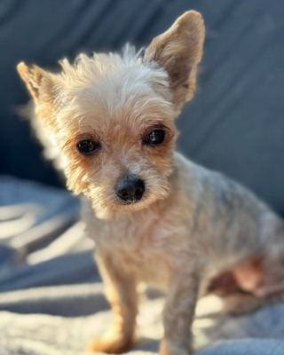 MUKI sucht liebevolles Zuhause🐾💙