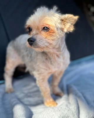 MUKI sucht liebevolles Zuhause🐾💙, Yorki-Mischling - Rüde