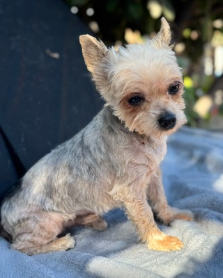 MUKI sucht liebevolles Zuhause🐾💙, Yorki-Mischling - Rüde