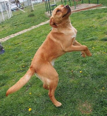 MURPHY - zugänglich, freundlich, gutmütig, genießt Streicheleinheiten, aktiv, lebenslustig, verspielt, Mischling (Video auf HP) - Rüde