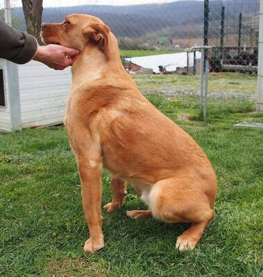 MURPHY - zugänglich, freundlich, gutmütig, genießt Streicheleinheiten, aktiv, lebenslustig, verspielt, Mischling (Video auf HP) - Rüde