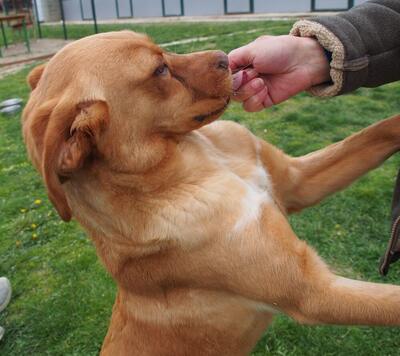 MURPHY - zugänglich, freundlich, gutmütig, genießt Streicheleinheiten, aktiv, lebenslustig, verspielt, Mischling (Video auf HP) - Rüde