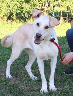 MYRNA - überaus freundlich, gutmütig, neugierig, bewegungsfreudig, intelligent, Labrador Mischling - Hündin 1