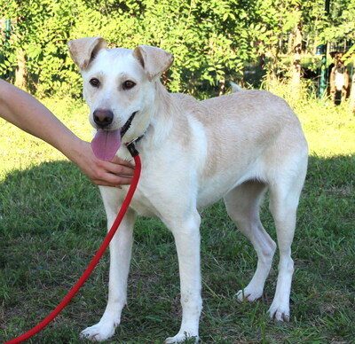 MYRNA - überaus freundlich, gutmütig, neugierig, bewegungsfreudig, intelligent, Labrador Mischling - Hündin