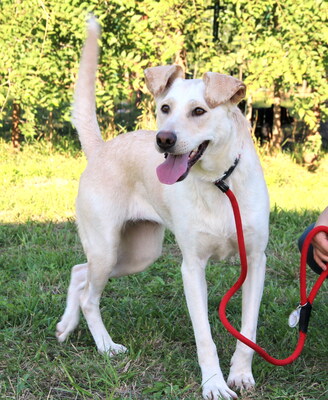 MYRNA - überaus freundlich, gutmütig, neugierig, bewegungsfreudig, intelligent, Labrador Mischling - Hündin