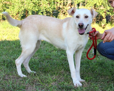 MYRNA - überaus freundlich, gutmütig, neugierig, bewegungsfreudig, intelligent, Labrador Mischling - Hündin