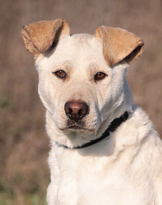 MYRNA - überaus freundlich, gutmütig, neugierig, bewegungsfreudig, intelligent, Labrador Mischling - Hündin