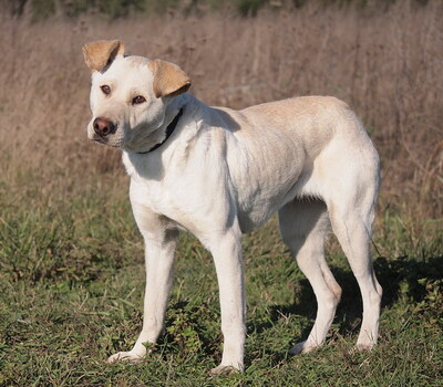 MYRNA - überaus freundlich, gutmütig, neugierig, bewegungsfreudig, intelligent, Labrador Mischling - Hündin