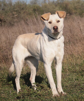 MYRNA - überaus freundlich, gutmütig, neugierig, bewegungsfreudig, intelligent, Labrador Mischling - Hündin