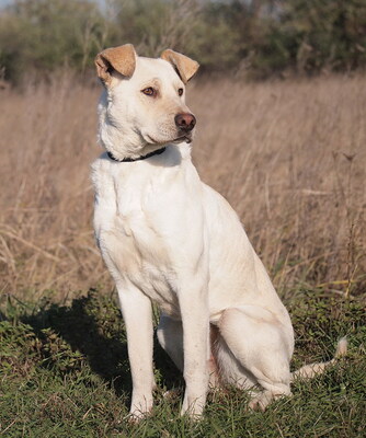 MYRNA - überaus freundlich, gutmütig, neugierig, bewegungsfreudig, intelligent, Labrador Mischling - Hündin