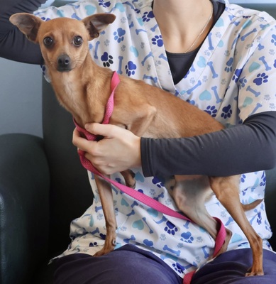 Mabel, Pinscher - Mix - Hündin