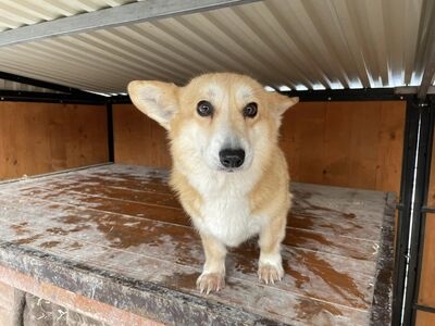 💐 Mabel (W), 7 Jahre, 35 cm, auf Pflegestelle (mit Option auf Übernahme), Corgi (-Mix) - Hündin