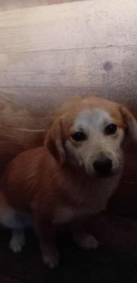 Macaroni – Der Nudel-Liebhaber sucht sein Zuhause! 🍝🐾