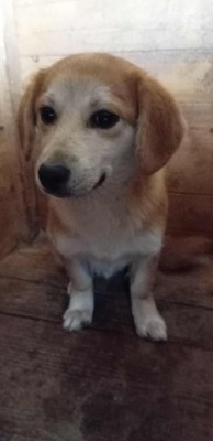 Macaroni – Der Nudel-Liebhaber sucht sein Zuhause! 🍝🐾, Mischling - Rüde