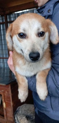 Macaroni – Der Nudel-Liebhaber sucht sein Zuhause! 🍝🐾, Mischling - Rüde