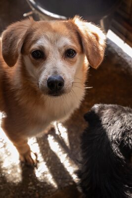 Macaroni – Der Nudel-Liebhaber sucht sein Zuhause! 🍝🐾, Mischling - Rüde