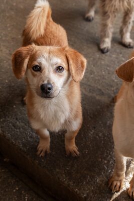 Macaroni – Der Nudel-Liebhaber sucht sein Zuhause! 🍝🐾, Mischling - Rüde